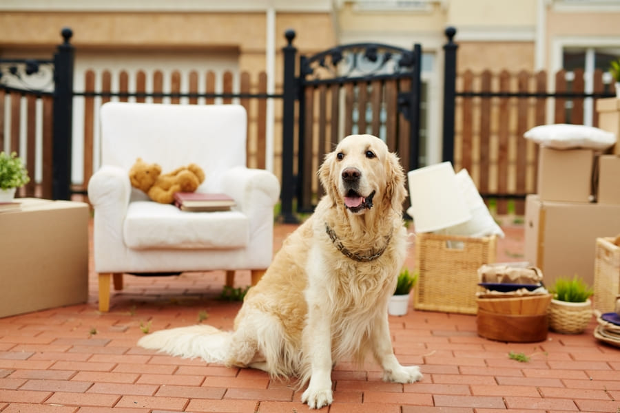 Pet Relocation